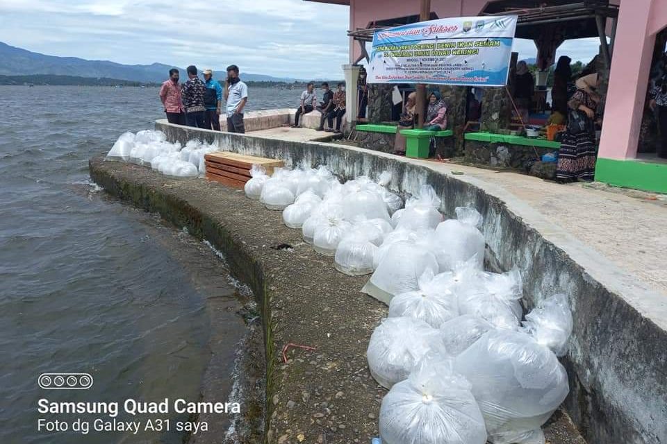 Dukungan Festival Danau Kerinci dan Restocking 5000 Bibit Ikan semah